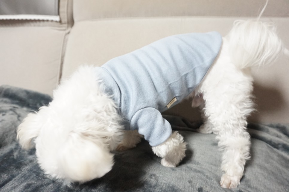 옷 쇼핑몰 강아지옷 쇼핑몰예쁜 33