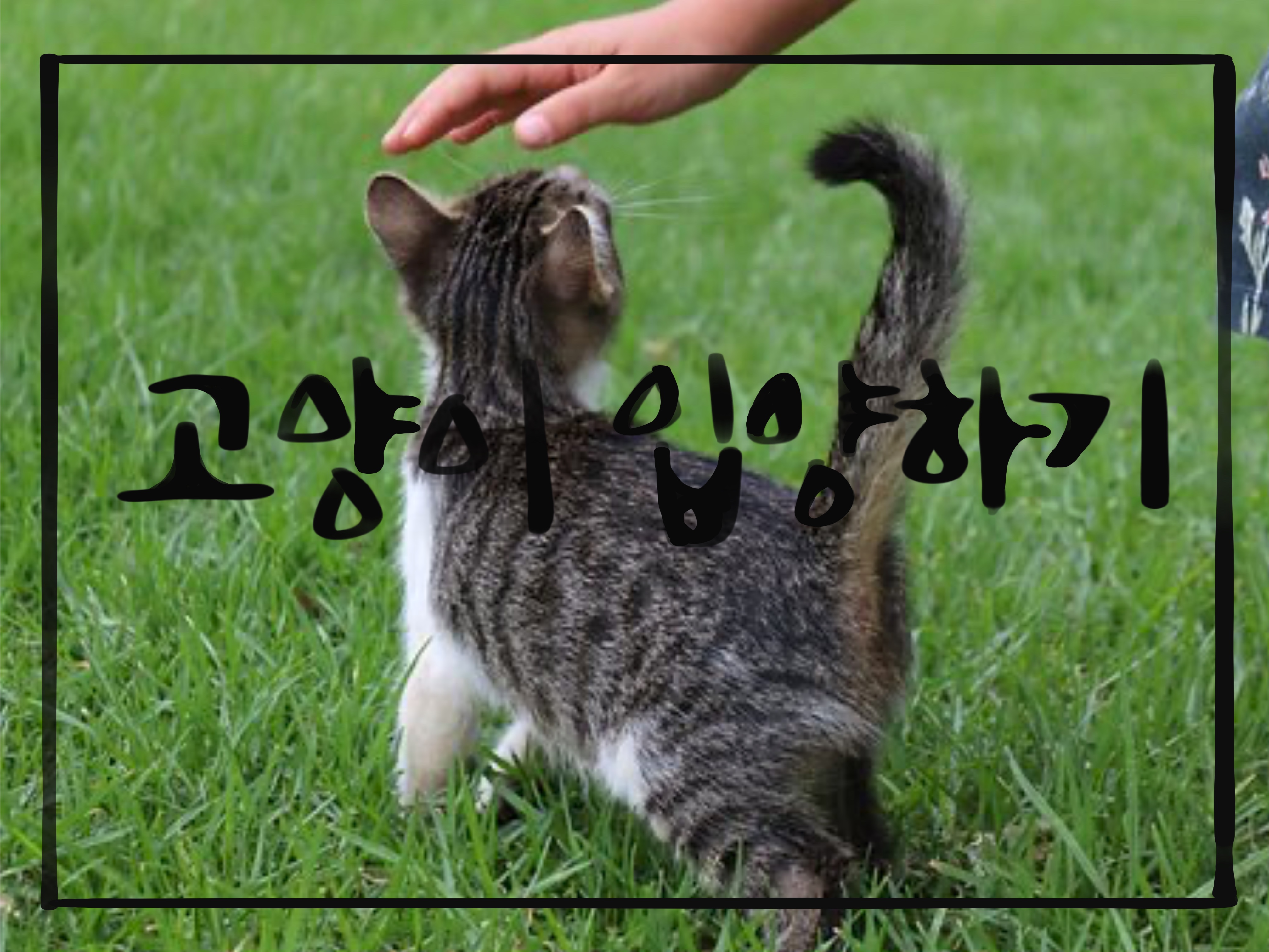  고양이 입양하기(새끼 고양이 입양, 성묘 고양이 입양)