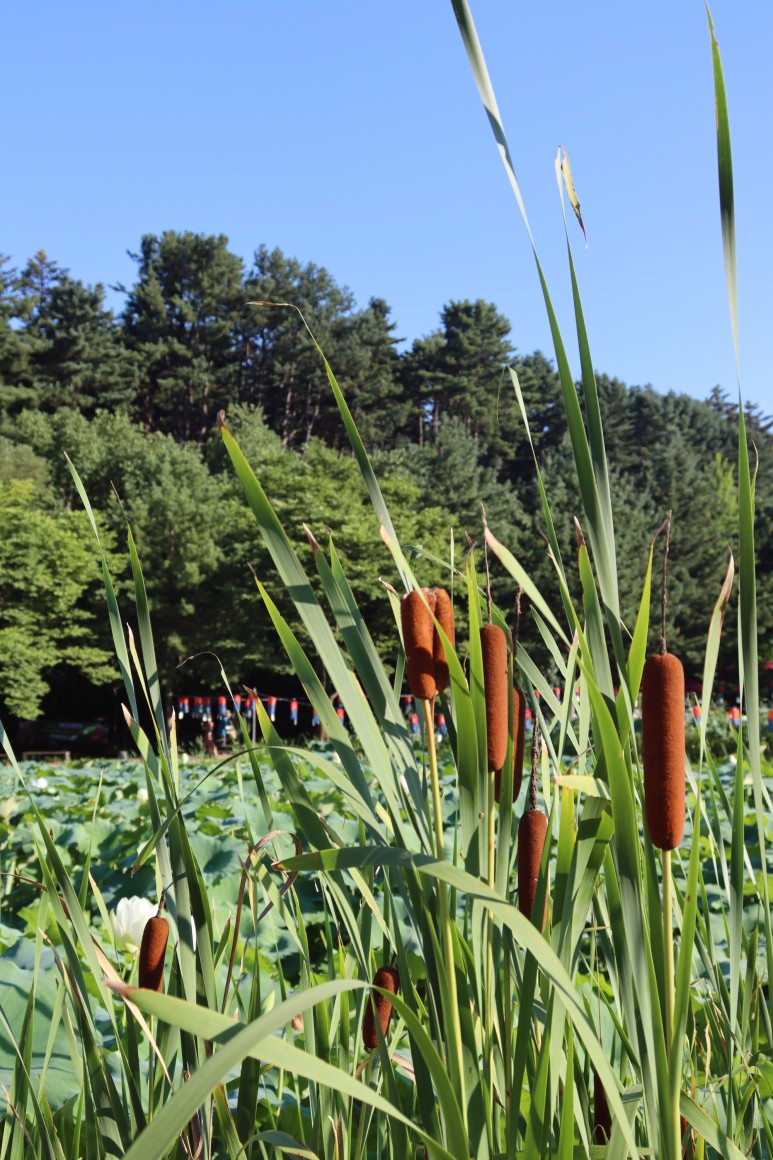 봉선사 연꽃 피는 시기 꽃놀이 합니다~경기도 연꽃축제 남양주여행 2