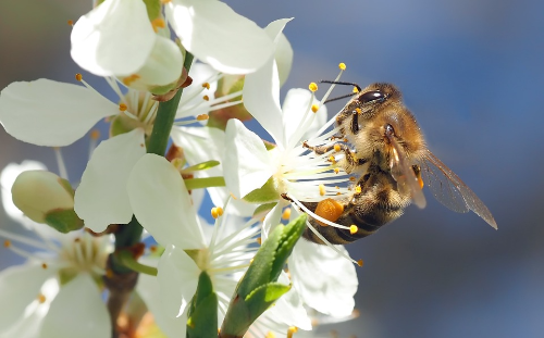 알트태그-꽃에 내려 앉은 꿀벌
