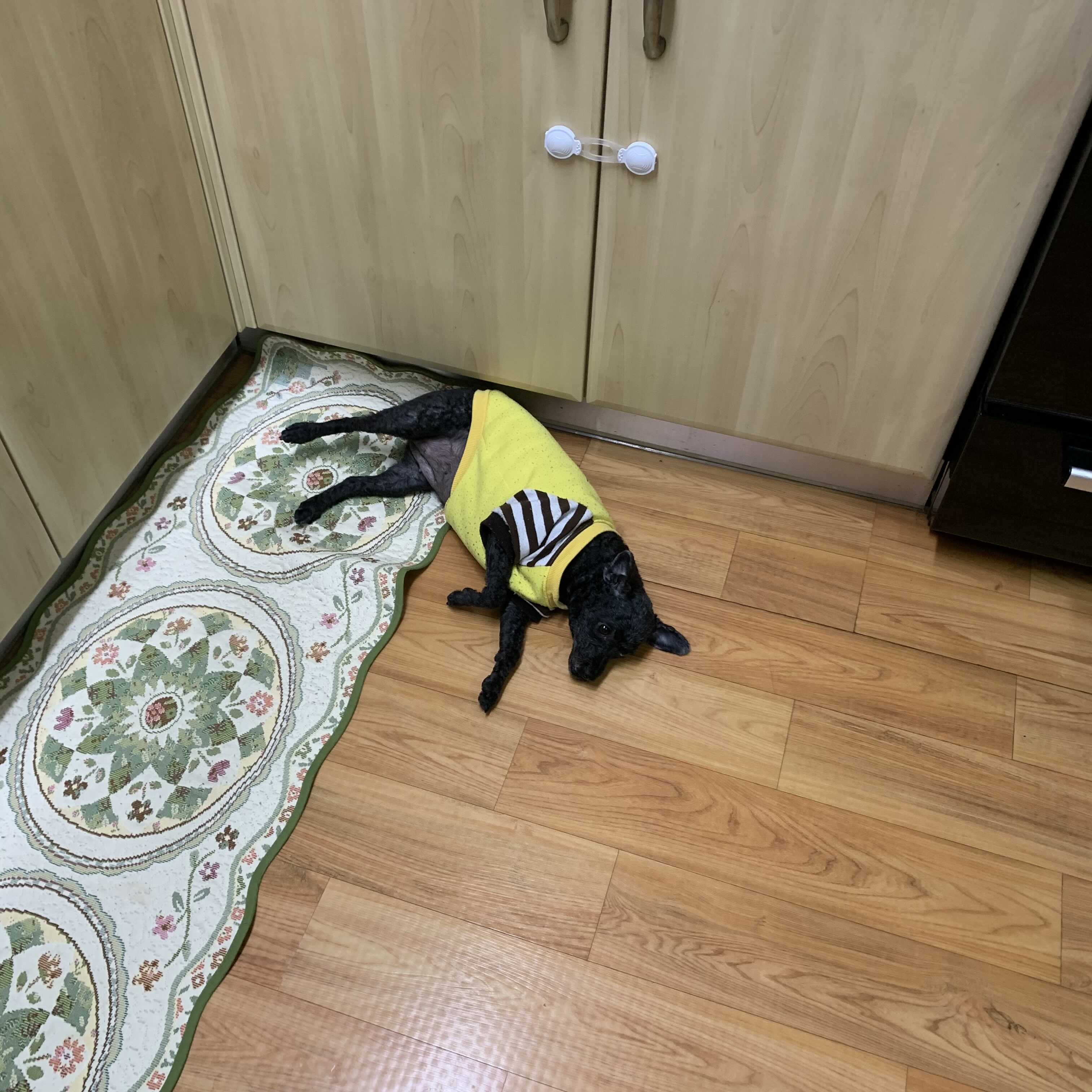  보일러를 알아버린 깜푸 <반려댕댕 #36>