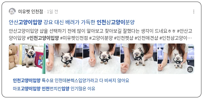 인천 고양이 입양_3_subsection