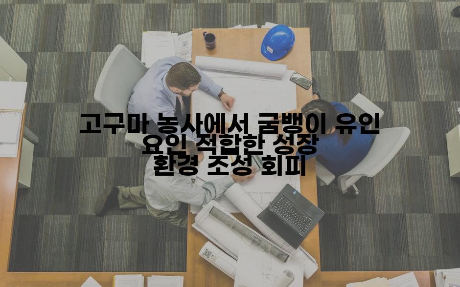 고구마 농사에서 굼뱅이 유인 요인 적합한 성장 환경 조성 회피