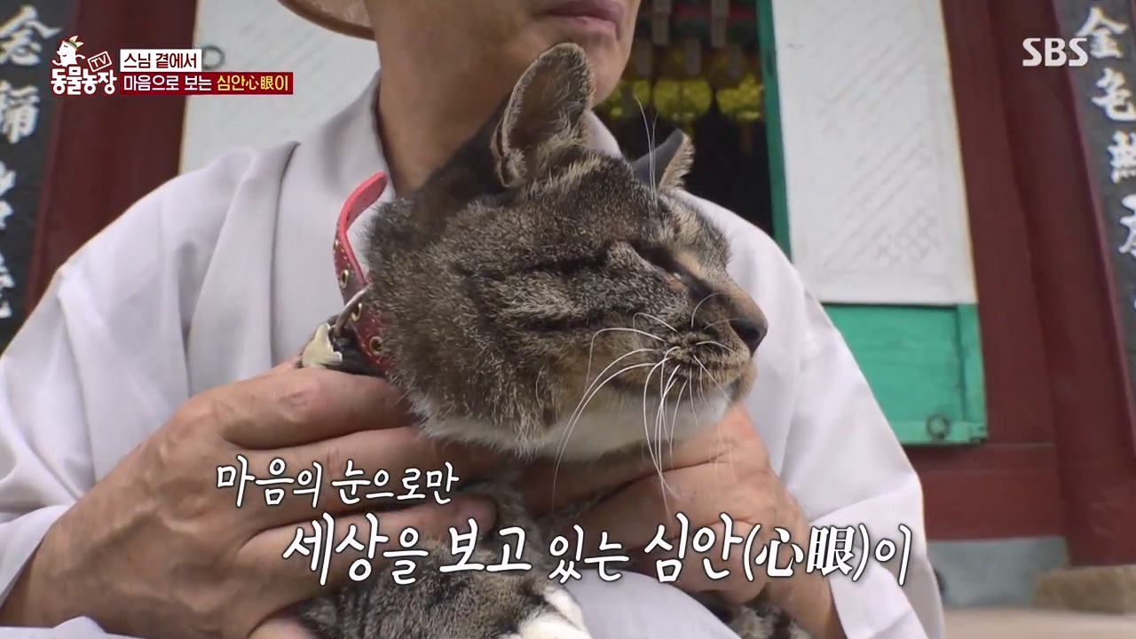 TV 동물농장.E1143.231030p-NEXT.mp4_20231029_161355.905.jpg