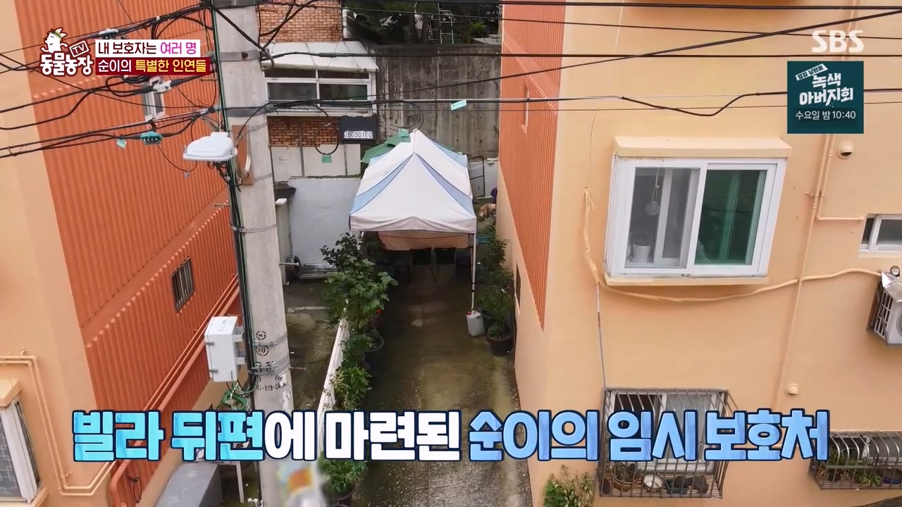 TV 동물농장.E1143.231030p-NEXT.mp4_20231029_162053.782.jpg