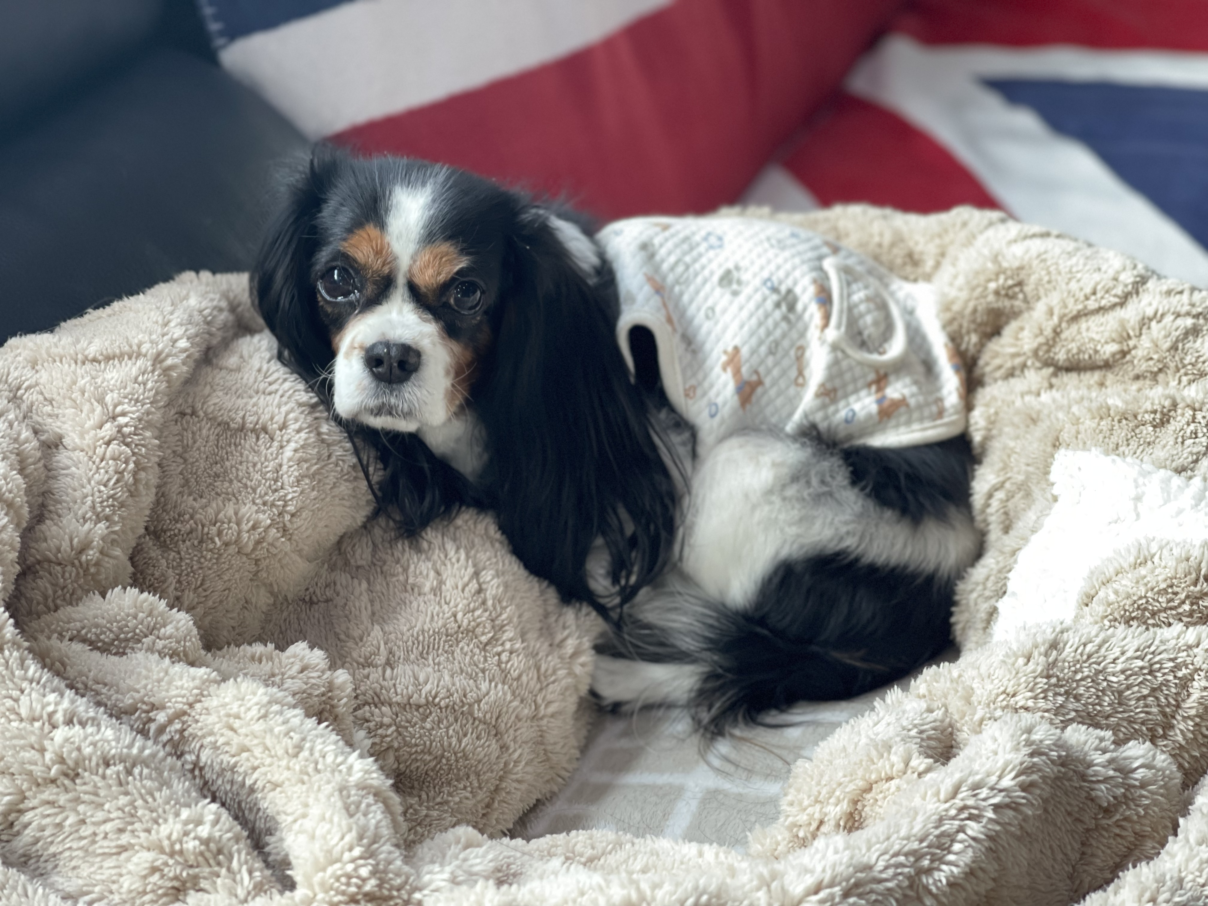 반려동물 용품 선택법