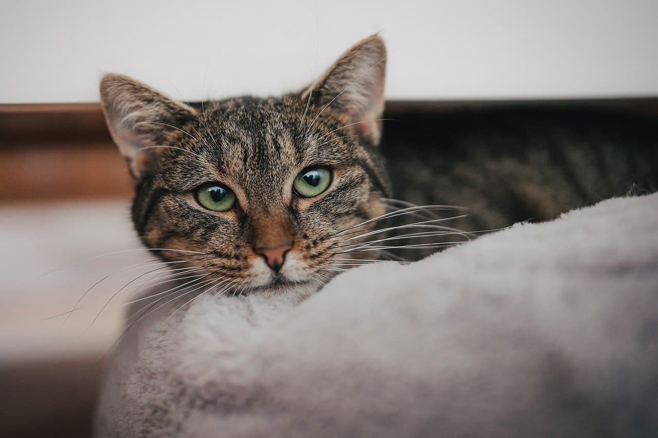 반려동물 보험 가입