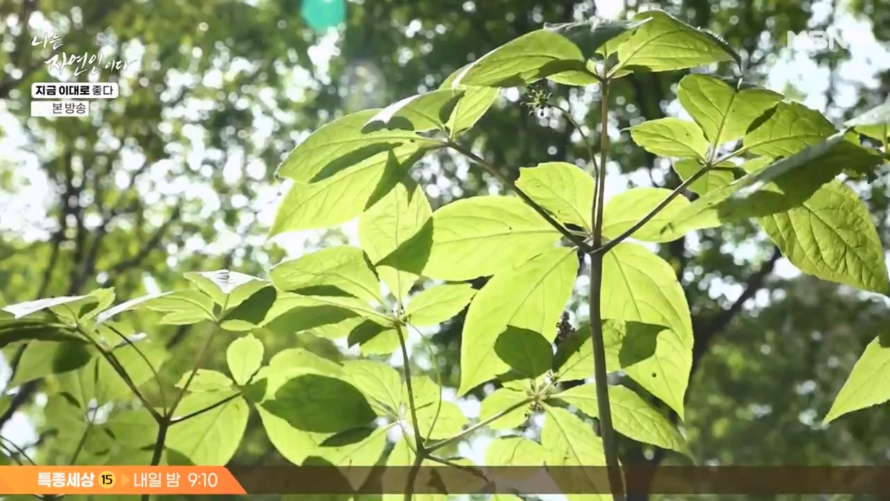 나는 자연인이다.E605.240516p-NEXT.mp4_20240516_194924.711.jpg