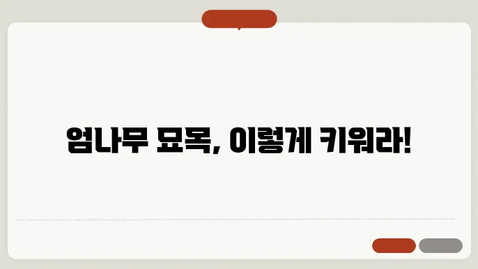 엄나무 묘목 판매 번식 방법 가지쳥8기 시기