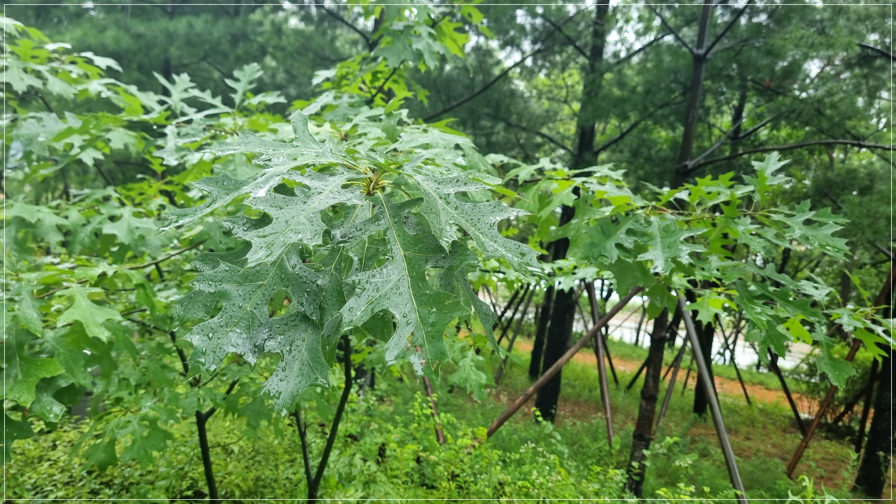  대왕참나무, 대왕참나무의 효능
