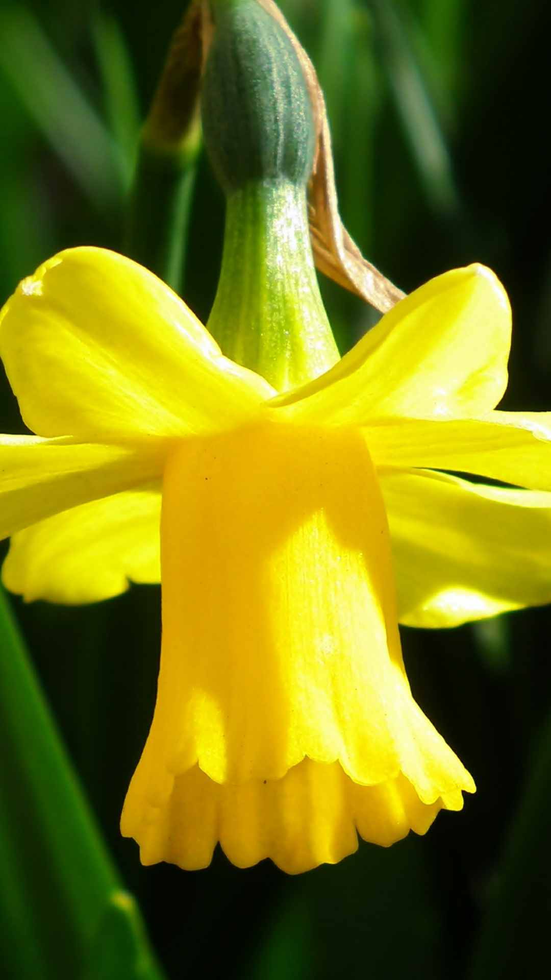 Daffodil Flower iPhone Wallpaper