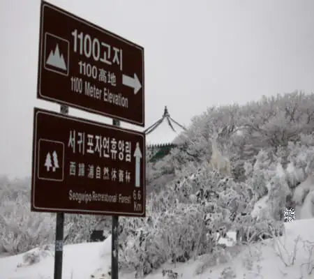 제주도겨울가볼만한곳-한라1100고지
