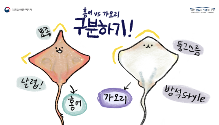 홍어 삭히는 이유와 홍어와 가오리 차이점