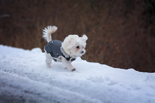 추운 날씨에 눈 위를 산책하는 말티즈 강아지