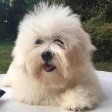 Coton de Tuléar