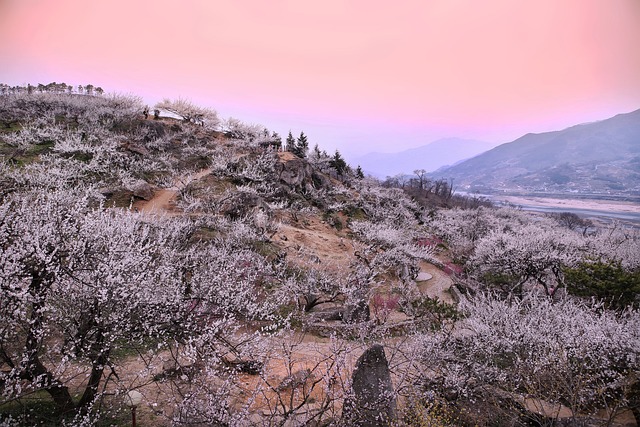 구례 산수유