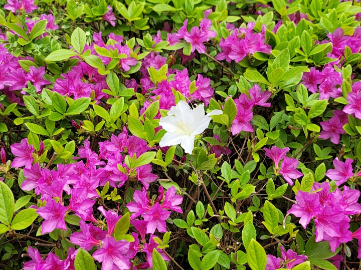 4월 마지막 주 대표 기도문 연산홍 꽃