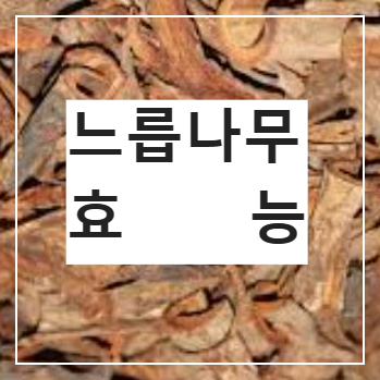 느릅나무