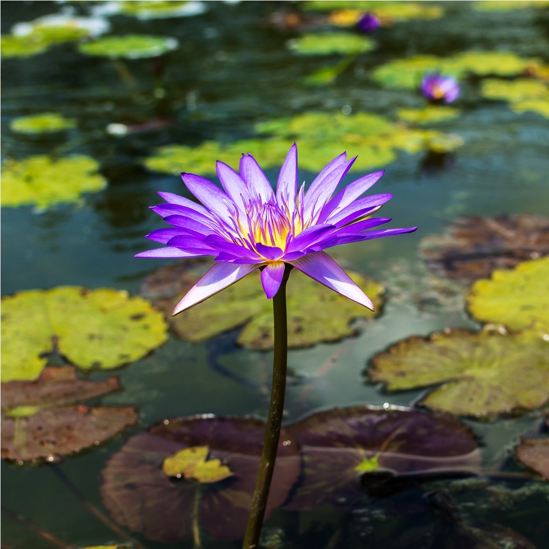 물가에 피는 보라색 꽃 사진