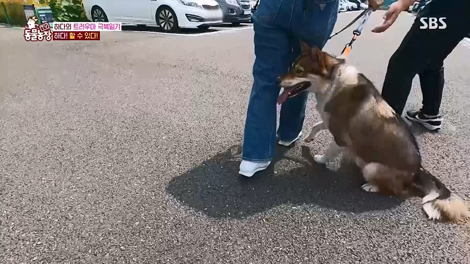 TV 동물농장.E1125.230618p.H264-F1RST.mp4_20230618_192128.302.jpg