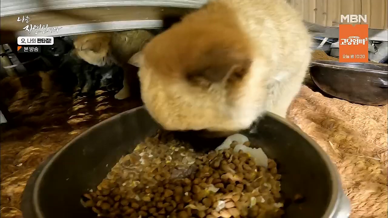 나는 자연인이다.E546.230323p.H264-F1RST.mp4_20230323_201544.854.jpg