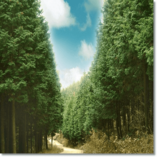 피넨과 피톤치드가 풍부한 측백나무 숲