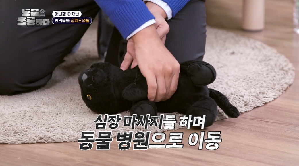 반려인들은 알아두면 좋을 만한 정보들...jpg | 인스티즈