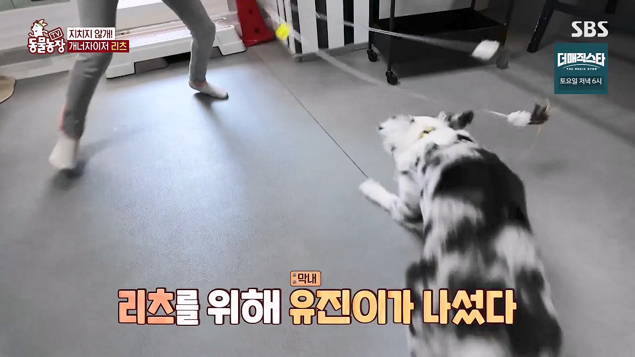 TV 동물농장.E1174.240603p-NEXT.mp4_20240602_155736.709.jpg