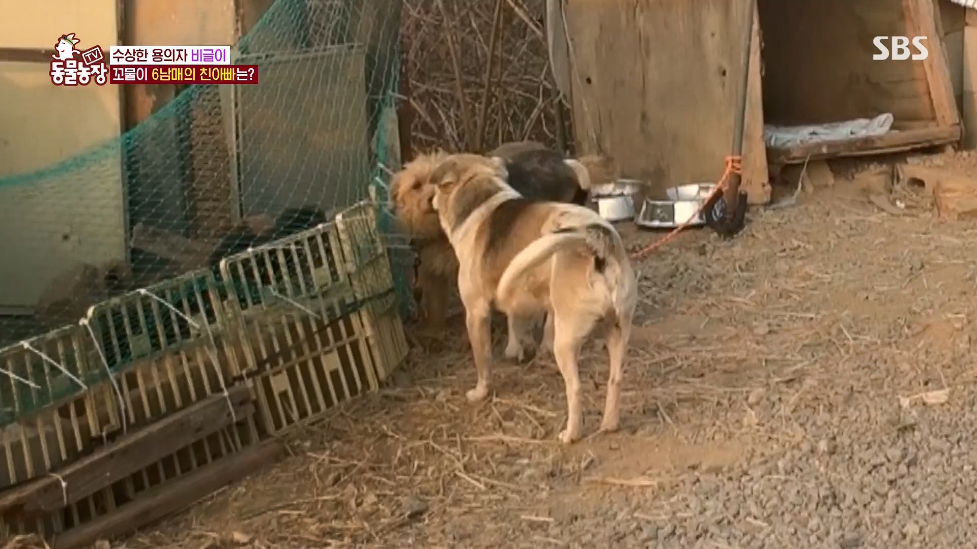 TV 동물농장.E1119.230507p.H264-F1RST.mp4_20230507_135857.708.jpg