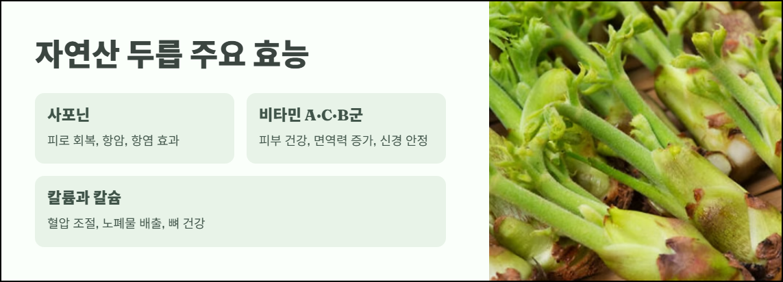 자연산 두릅 주요 효능