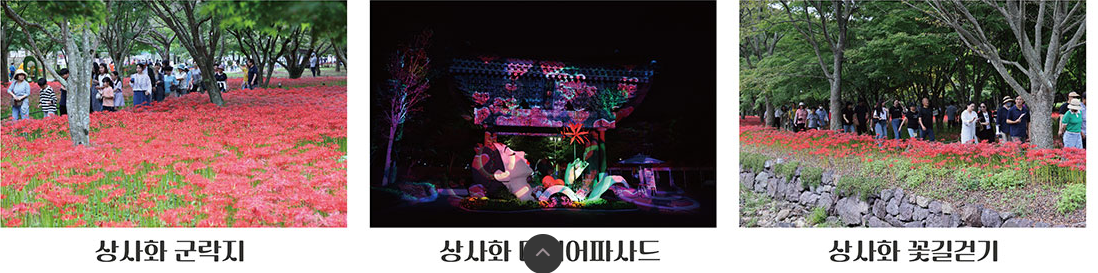 2024 영광 불갑산 상사화 축제
