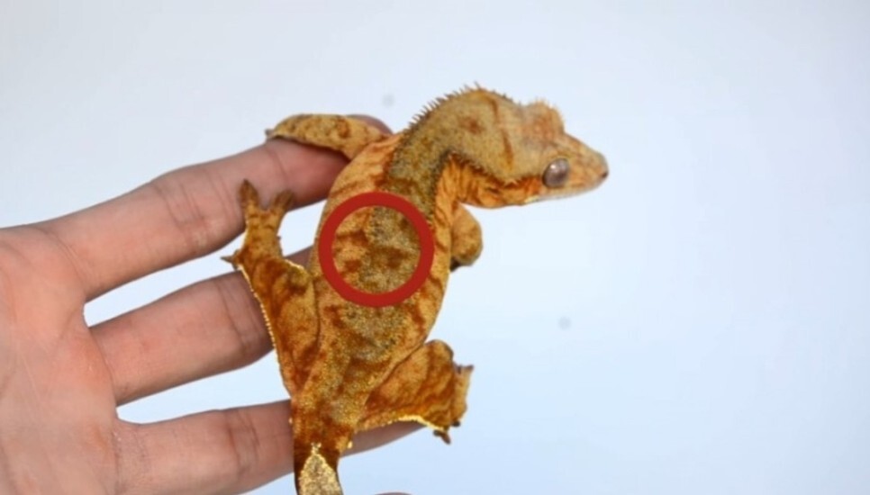 모프 이미지
