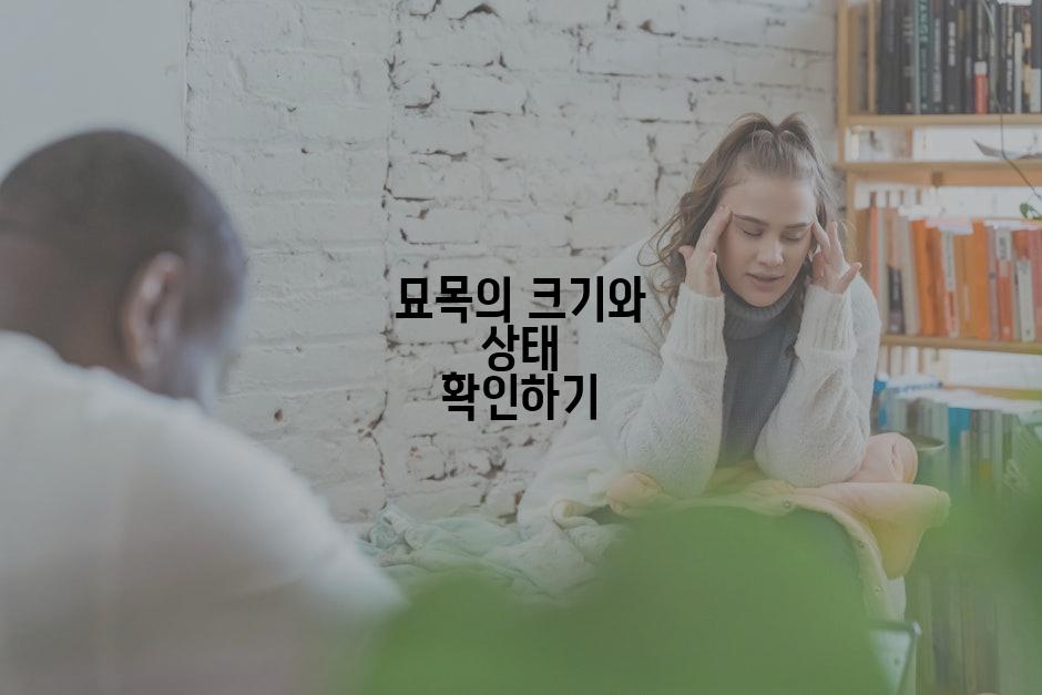 묘목의 크기와 상태 확인하기