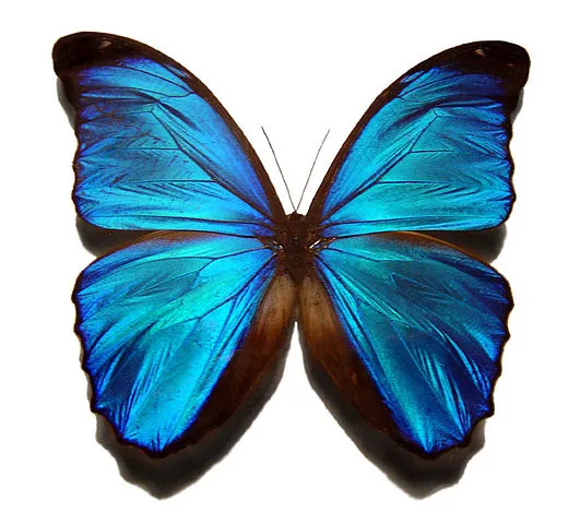 [곤충 백과] 모르포나비 (Morpho menelaus영명: Blue Morpho Butterfly)