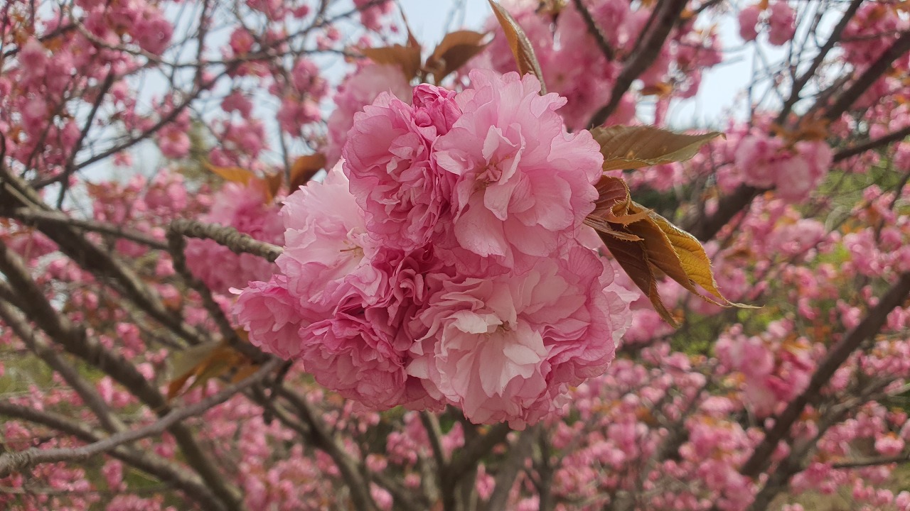 서산 벚꽃 명소 해미천, 산책 루트 사진 찍기 좋은 포인트
