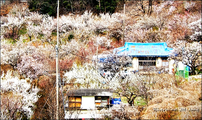 원동매하화 순매원
부산근교 원동매하화 순매원