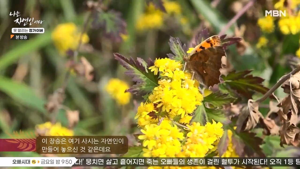 나는 자연인이다.E580.231116p-NEXT.mp4_20231116_202458.168.jpg