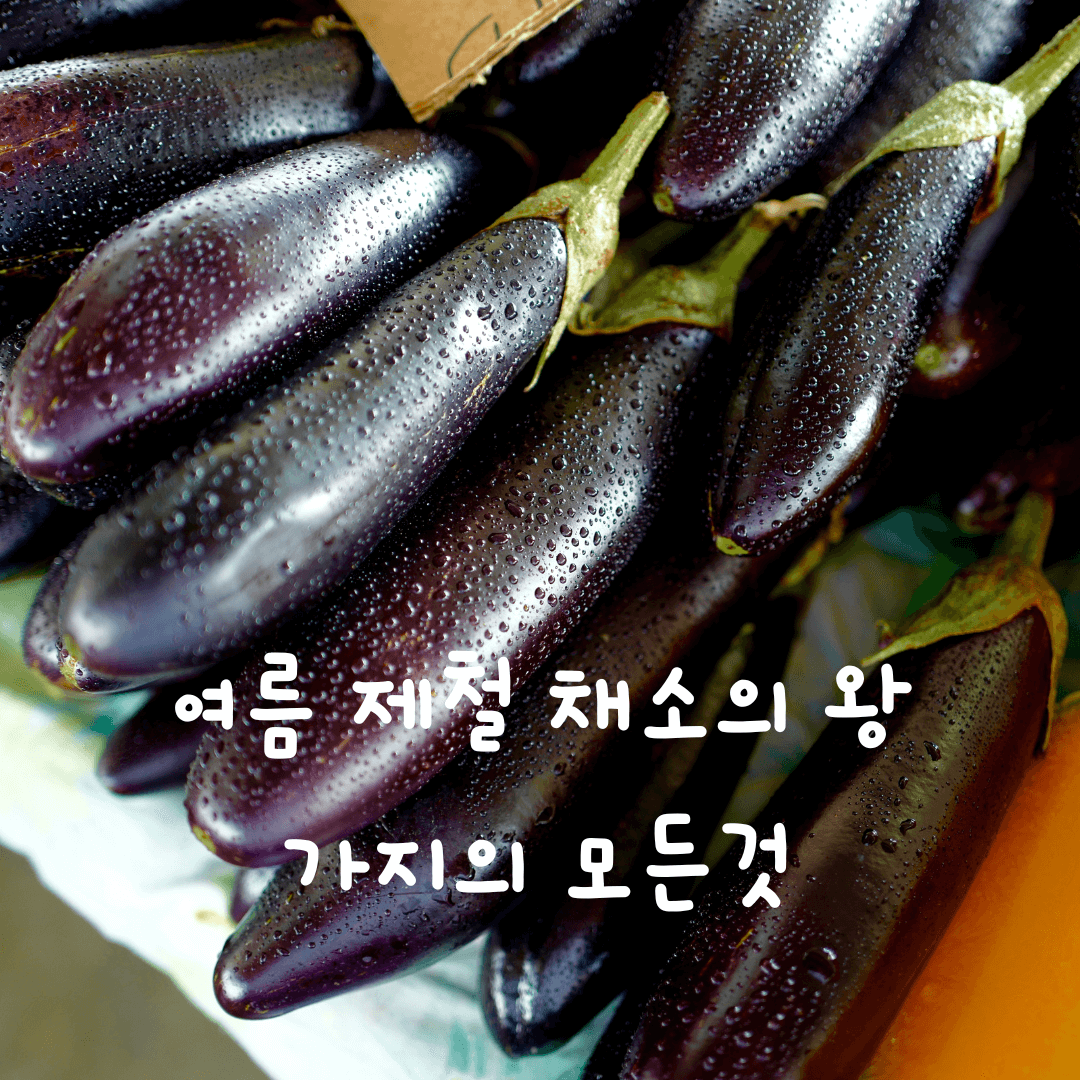  여름 제철 음식 가지 효능 7가지와 음식 궁합
