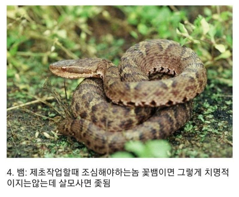 군대에서 볼수 있는 동물들