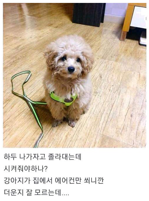  폭염에 산책가자고 하는 댕댕이의 최후