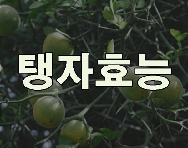  탱자 먹는 법, 탱자효소만들기, 탱자 효능 3가지 알아보기