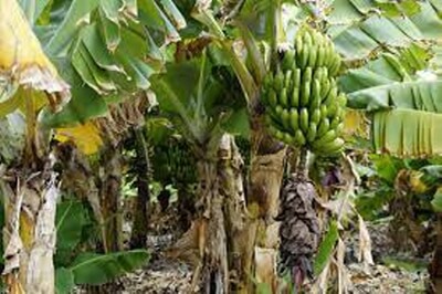 바나나-나무-열매-사진