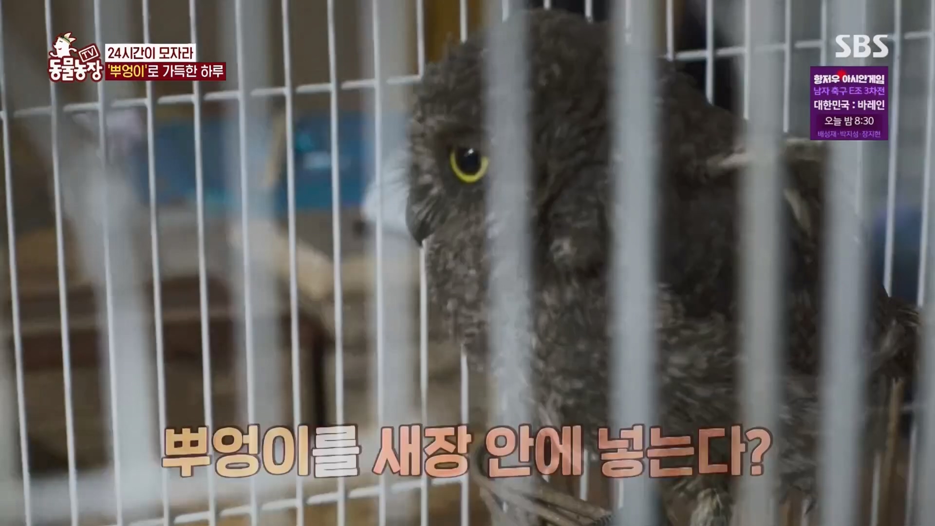 TV 동물농장.E1139.230924p.H264-F1RST.mp4_20230924_172336.308.jpg