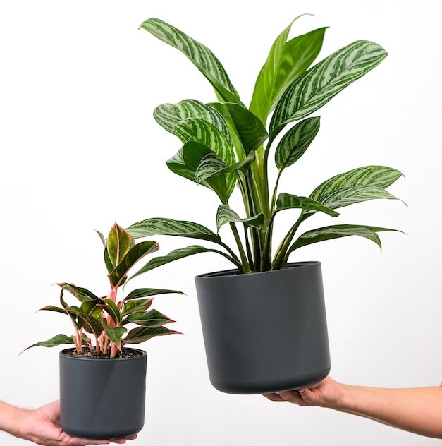 아글레오네마 오로라, 아글레오네마 그린아트