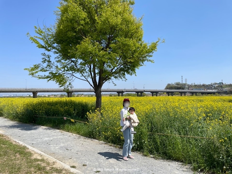 영산강 나주 유채꽃 나들이 9