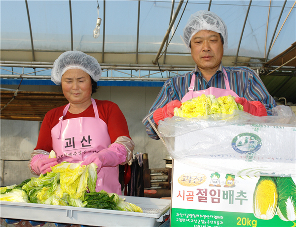 괴산 절임배추