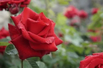 장미 삽목시기 삽목 방법 줄장미 넝쿨장미 색깔별 장미_23