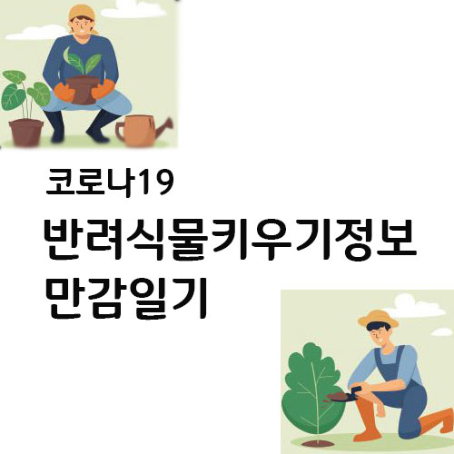  코로나19 반려식물키우기 정보와 만감일기