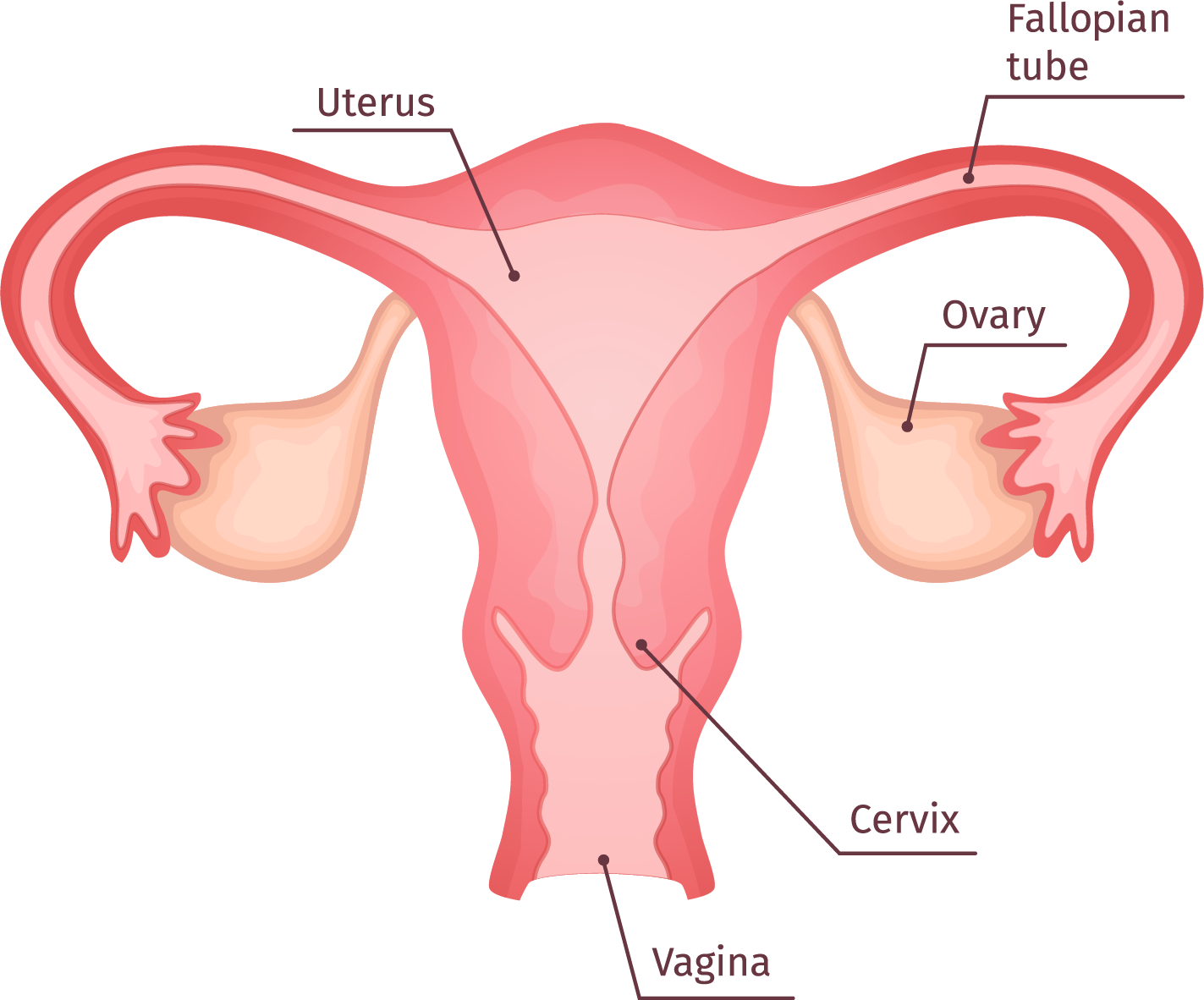 자궁-경부암