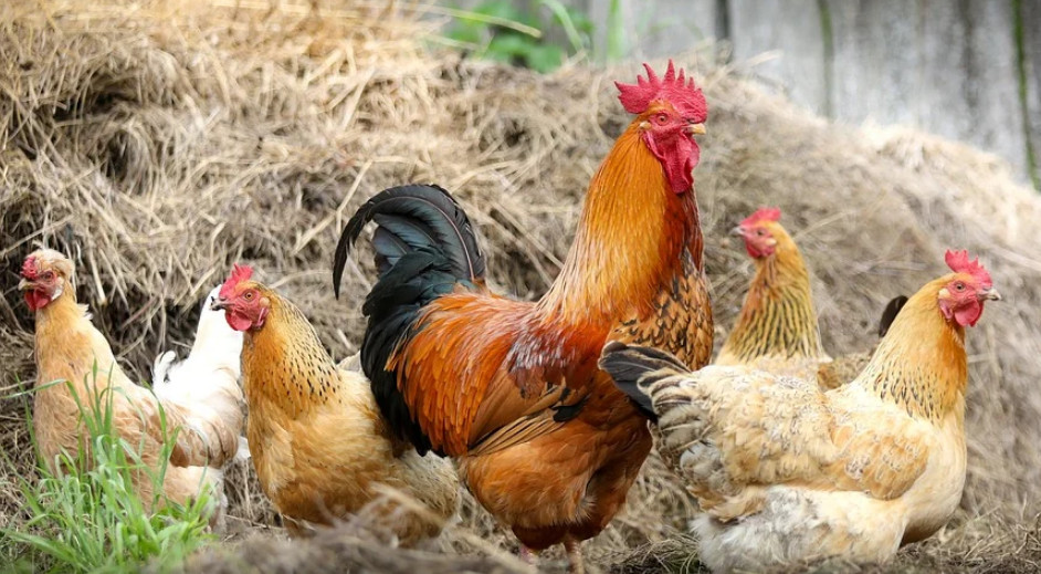  [꿈해몽] 닭에 관한 꿈해몽 죽은 닭을 많이 가져온 꿈 암탉이 병아리를 품고 있는 꿈 닭고기를 실컷 먹는 꿈닭이 우는 꿈  닭이 변해 봉황새가 되는 꿈